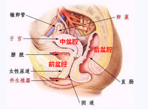 產后盆底康復，要不要做？