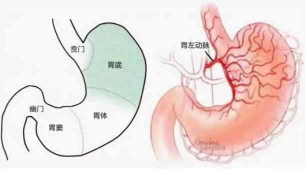 不開刀不吃藥不餓肚子，微創(chuàng)介入減肥靠譜嗎？